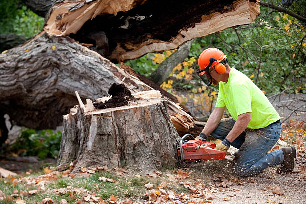 Best Tree Maintenance Programs  in Paulina, LA